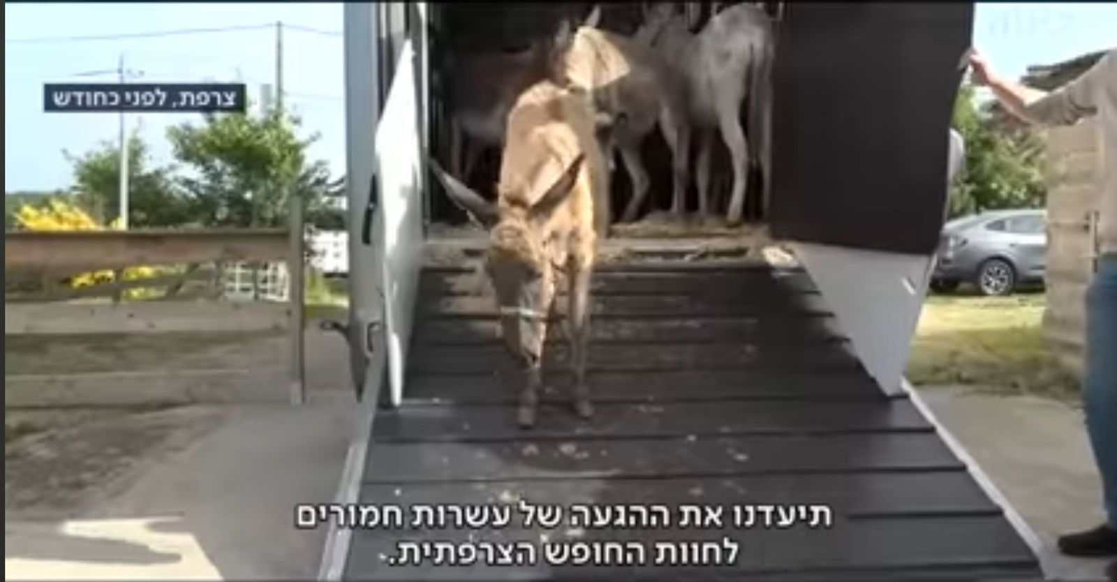 حمير قطاع غزة حمير قطاع غزة