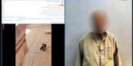 الداخلية تكشف ملابسات قيام شخص بإلقاء ماء ساخن على كلب ضال في أسيوط - ايجي سبورت