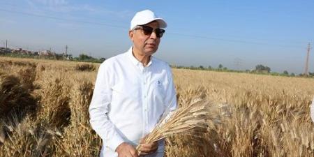 توريد 515 ألف طن قمح بالمنيا بزيادة 180 ألف طن عن العام الماضي - ايجي سبورت