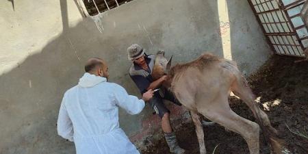 حملةلمديرية الطب البيطري ببورسعيدلتحصين الماشية ضد الحمى القلاعية - ايجي سبورت