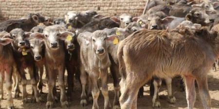 تجاوز 9.7 مليار جنيه.. تفاصيل مشروع «البتلو» لدعم صغار المربين - ايجي سبورت