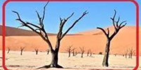 التصحر في الوطن العربي |الكارثة الصامتة - ايجى نيوز
