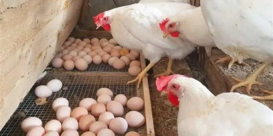 ما هي أسعار الدواجن اليوم الأحد 13-7-2025 في بورصة الدواجن الرئيسية؟ - ايجي سبورت