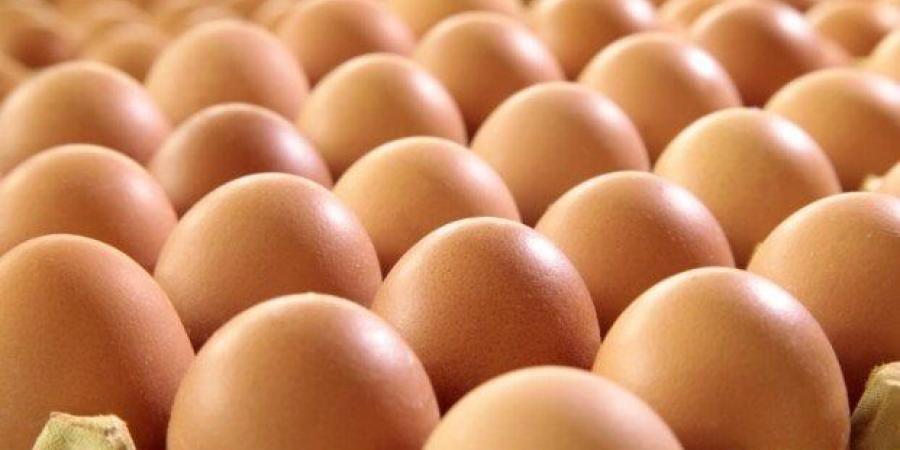 بورصة الدواجن| مفاجأة جديدة في أسعار الفراخ والبيض اليوم الأربعاء 16 يوليو 2025 - ايجي سبورت
