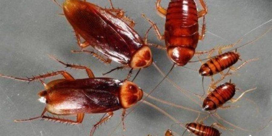 تفسير حلم رؤية الحشرات في المنام لابن سيرين.. احذر من هذا الشخص - ايجي سبورت