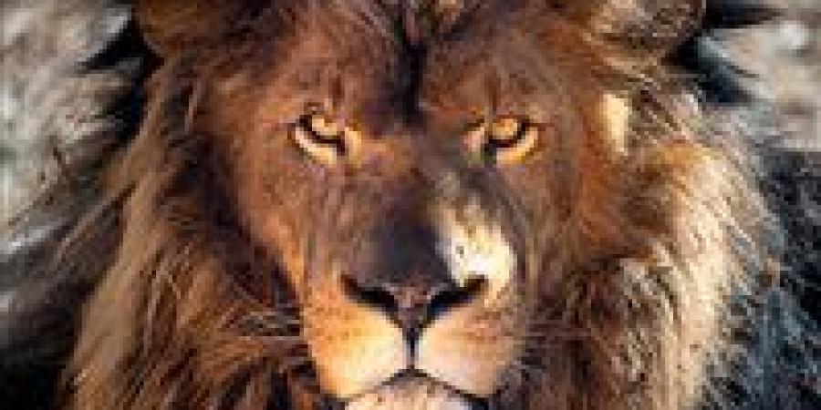 من النعيرية إلى الكوفة.. هجوم الأسود على الحيوانات والبشر تهدد الأحياء السكنية بالعراق - ايجي سبورت
