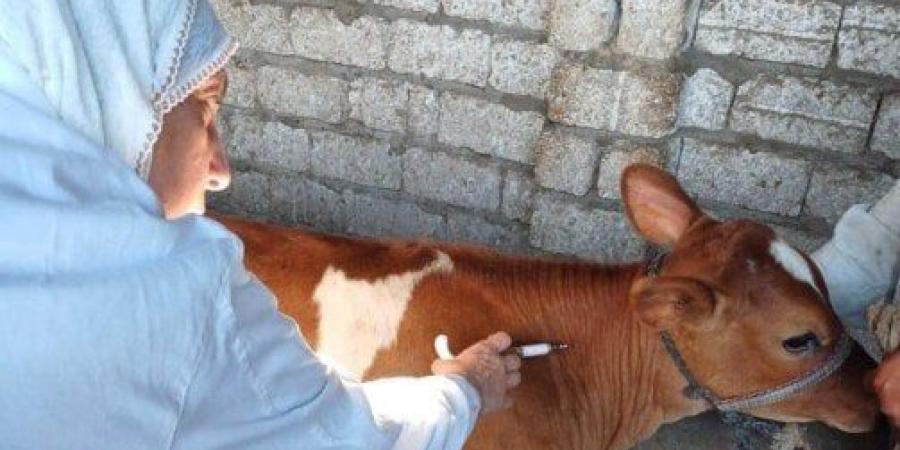 «بيطري ببورسعيد» تُطلق حملة لتحصين الماشية ضد مرضي الحمى القلاعية و الوادي المتصدع - ايجي سبورت
