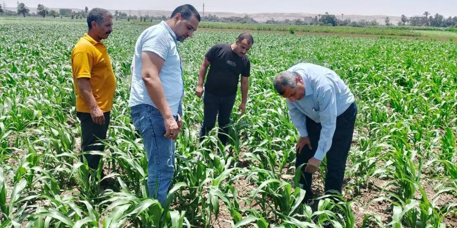 متابعة دورية للمحاصيل الزراعية في أسيوط..صور - ايجي سبورت
